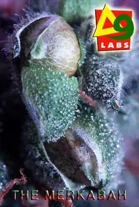 The Merkabah Regular Cannabis Seeds | Delta 9 Labs
