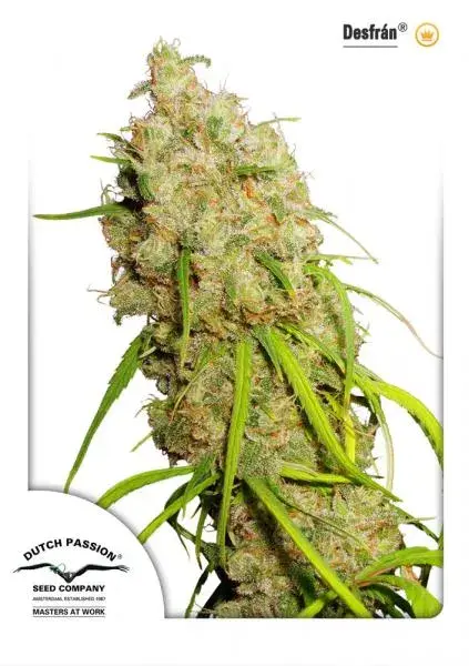 Desfran Feminised Cannabis Seeds | Dutch Passion 