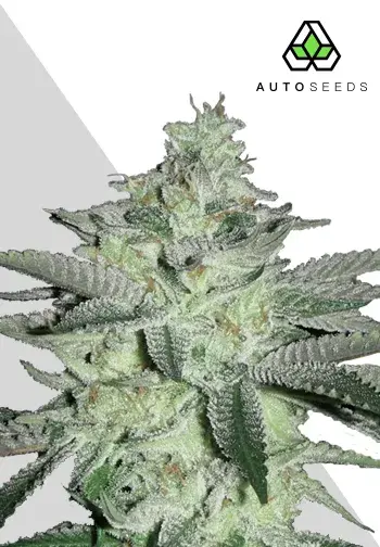 Diesel Berry Auto Feminised Cannabis Seeds | Auto Seeds.
