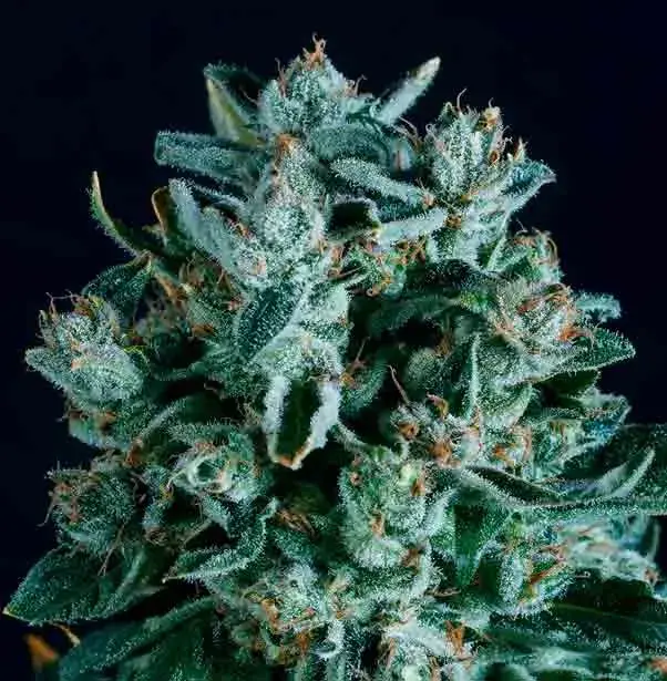 DIESEL x SCBDX Feminised Cannnabis Seeds