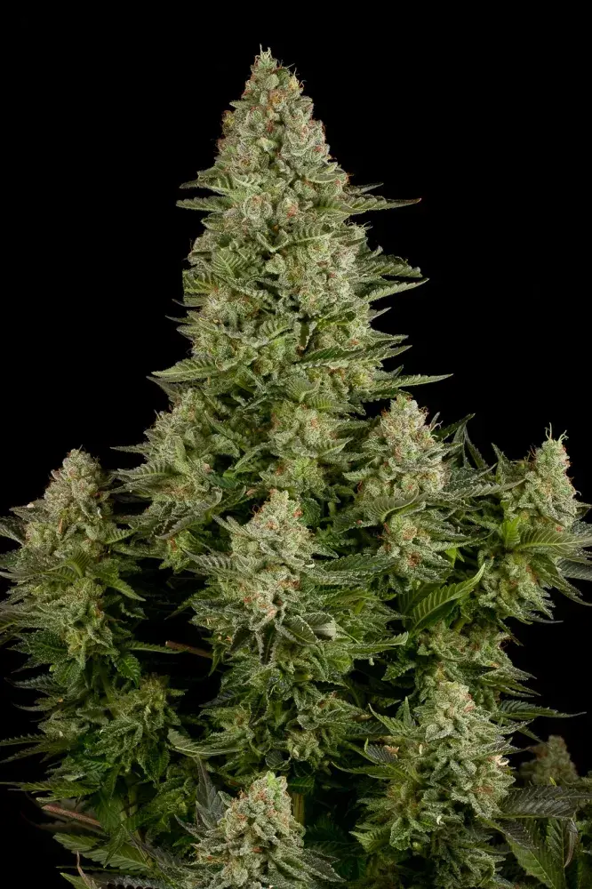 White Widow Feminised Cannabis Seeds - Power Strains
