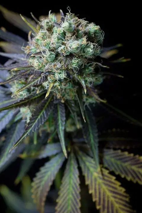 Dinamed CBD Feminised Cannabis Seeds | Dinafem Seeds