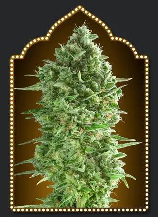 Do-Si-Do Cookies Feminised Cannabis Seeds | OO Seeds