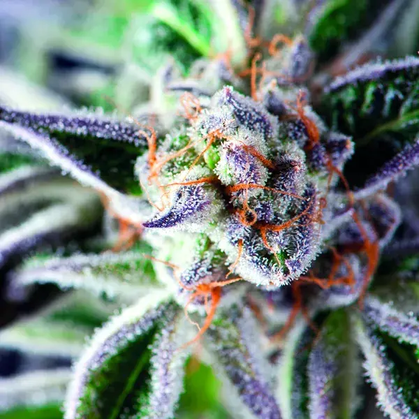 Do-Si-Dos Feminised Cannabis Seeds | Pyramid Seeds USA Range