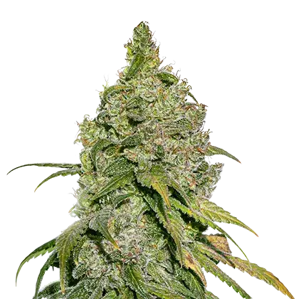 Do-Si-Dos Feminised Cannabis Seeds | Seed Stockers