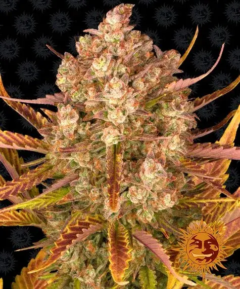 Dos-Si-Dos Auto Feminised Cannabis Seeds | Barney's Farm 