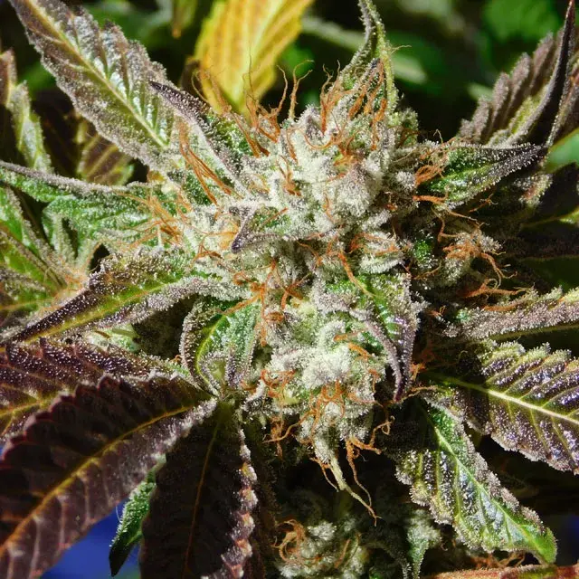 Do-Si-Dos Auto Feminised Cannabis Seeds | Original Sensible Seeds