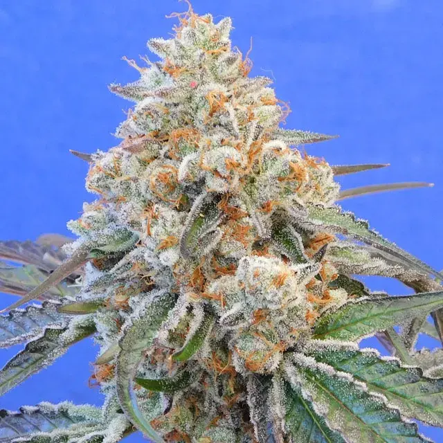 Do-Si-Dos OG Feminised Cannabis Seeds | Original Sensible Seeds