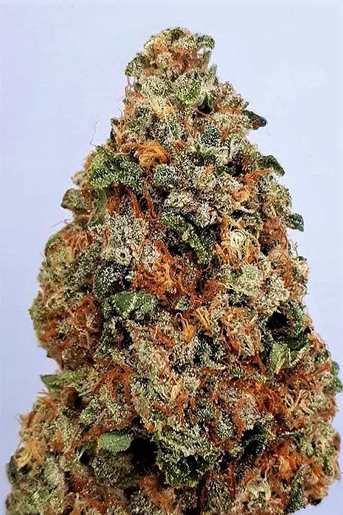  Dogstar Dawg Feminised Cannabis Seeds | Big Head Seeds