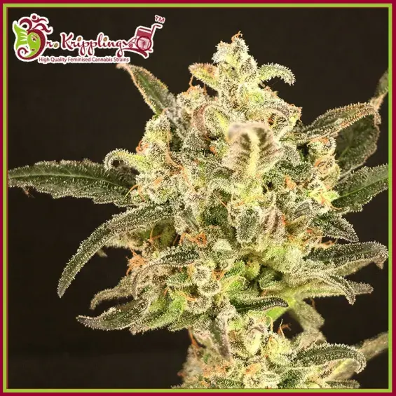Dolly Kush Feminised Cannabis Seeds – Dr Krippling