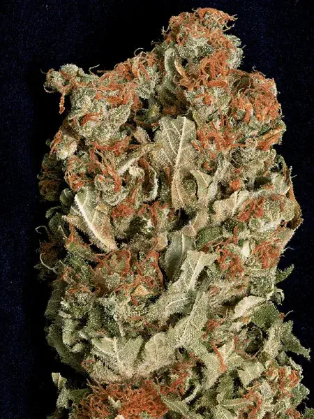 Don Amnesia Feminised Cannabis Seeds | Don Avalanche Seeds
