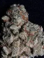 Don Do Si Dos Feminised Cannabis Seeds | Don Avalanche Seeds