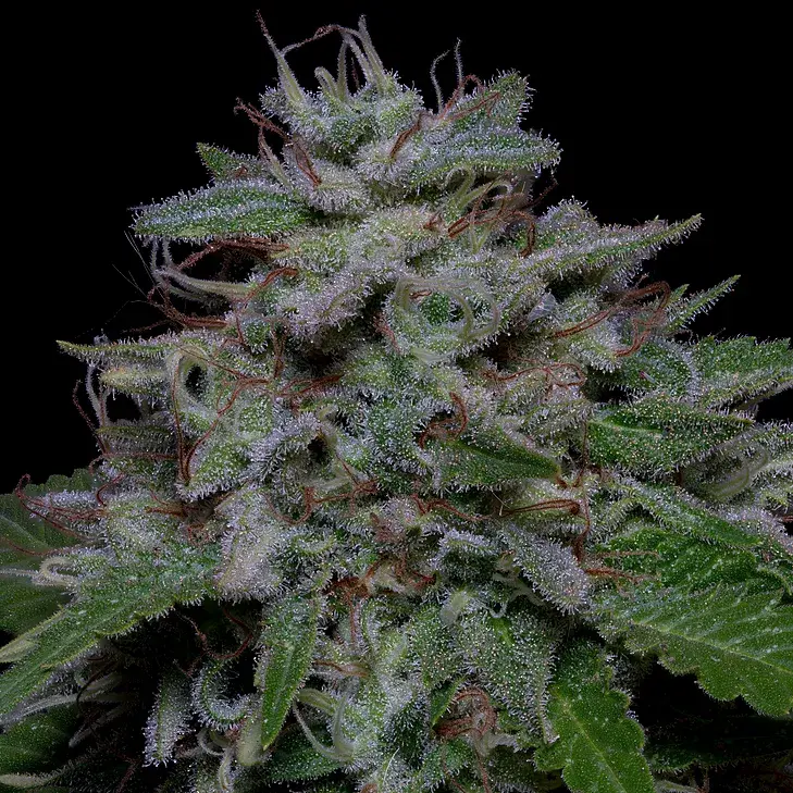 Don Do Si Glue Feminised Cannabis Seeds | Don Avalanche Seeds