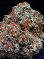 Don Girl Scout Cookies Feminised Cannabis Seeds | Don Avalanche Seeds