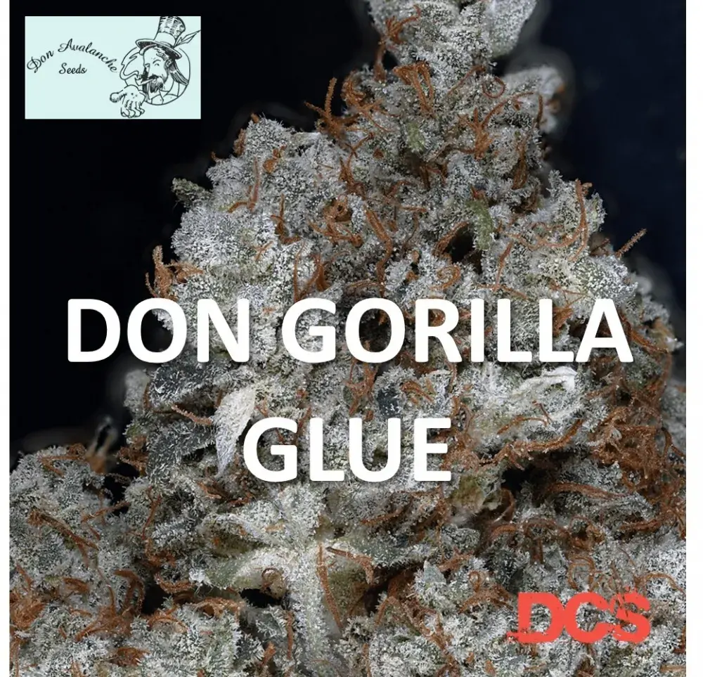 Don Gorilla Glue Feminised Cannabis Seeds | Don Avalanche Seeds