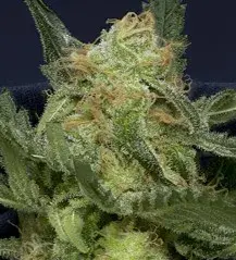 Don GG1 Auto Feminised Cannabis Seeds | Don Avalanche Seeds