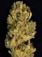 Don Lemon Glue Feminised Cannabis Seeds | Don Avalanche Seeds