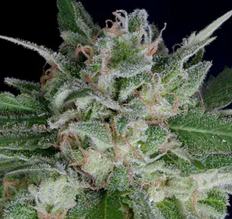 Don OG Kush Auto Feminised Cannabis Seeds | Don Avalanche Seeds