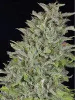 Don Wedding Cake Feminised Cannabis Seeds | Don Avalanche Seeds