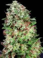 Don White Widow Feminised Cannabis Seeds | Don Avalanche Seeds