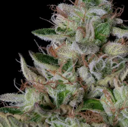 Dos Gelato Feminised Cannabis Seeds | Big Head Seeds