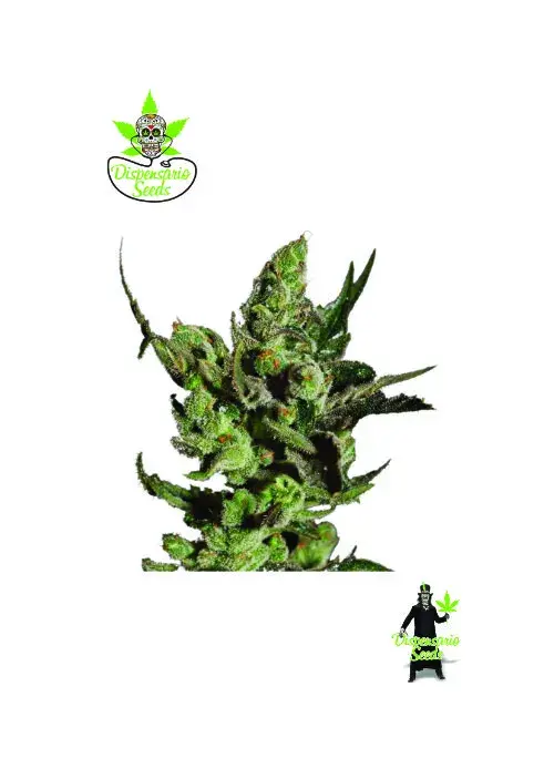 Double Cheese Feminised Cannabis Seeds | Dispensario Seeds