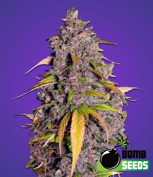 Double Purple Punch Feminised Cannabis Seeds | Bomb Seeds. 