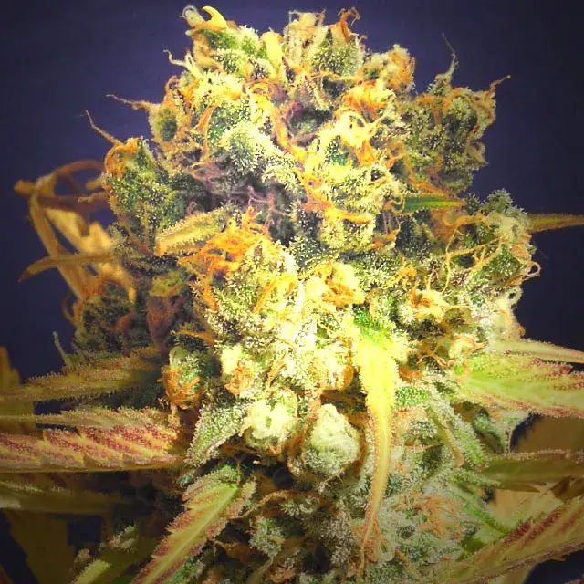 Dr. Bruce Banner CBD Feminised Cannabis Seeds | Original Sensible Seeds