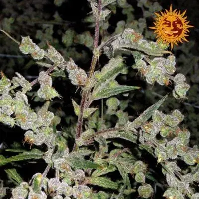 Dr Grinspoon Feminised Cannabis Seeds | Barney's Farm 