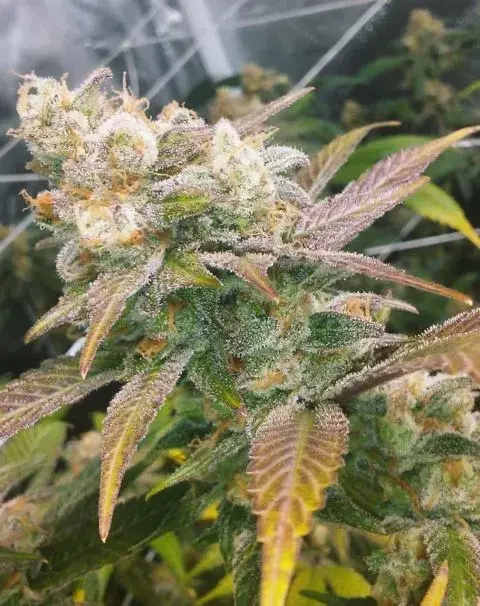 Dream Berry Feminised Cannabis Seeds | Female Seeds 