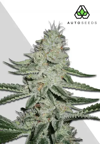 Dreamberry Autoflowering Feminised Cannabis Seeds | Auto Seeds