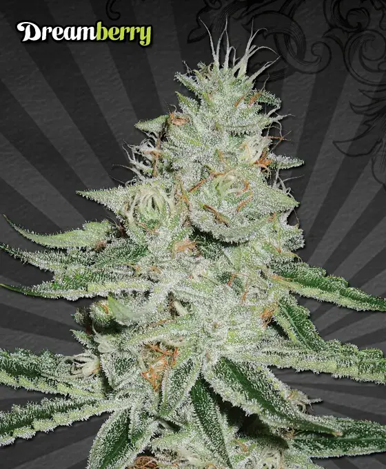 Dream Berry Regular Cannabis Seeds | Apothecary Genetics Seeds