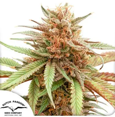 Durban Dew Feminised Cannabis Seeds | Dutch Passion 