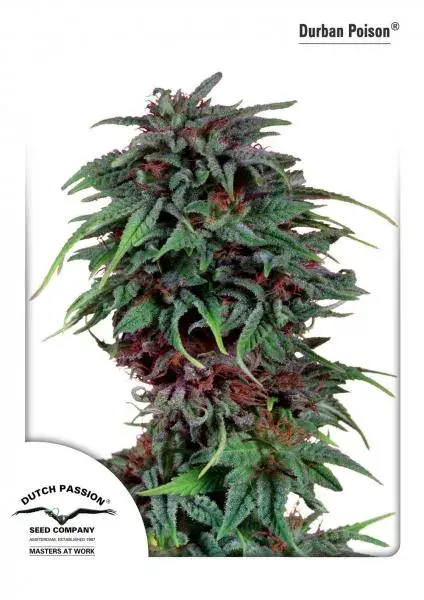 Durban Poison Feminised Cannabis Seeds | Dutch Passion 