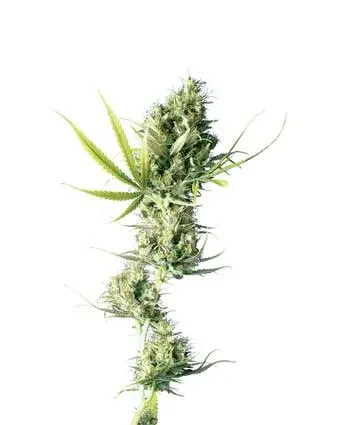 Durban Regular Cannabis Seeds | Sensi Seeds 