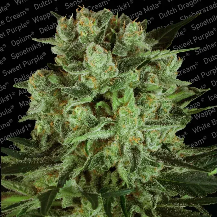 Durga Mata 11 CBD Feminised Cannabis Seeds | Paradise Seeds