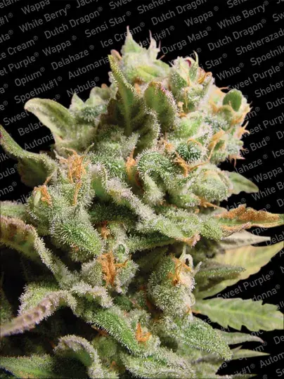 Dutch Dragon Feminised Cannabis Seeds | Paradise Seeds
