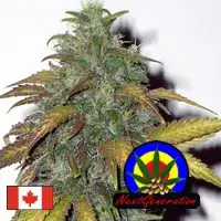 Dynamite Regular Cannabis Seeds | Next Generation Seeds  