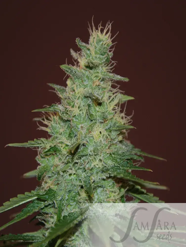 El Alquemista Auto Feminised Cannabis Seeds | Samsara Seeds