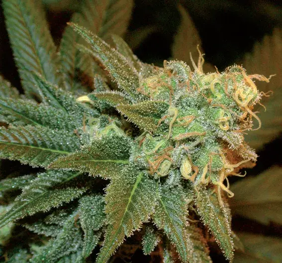 Ese T.Bilbo Auto Feminised Cannabis Seeds