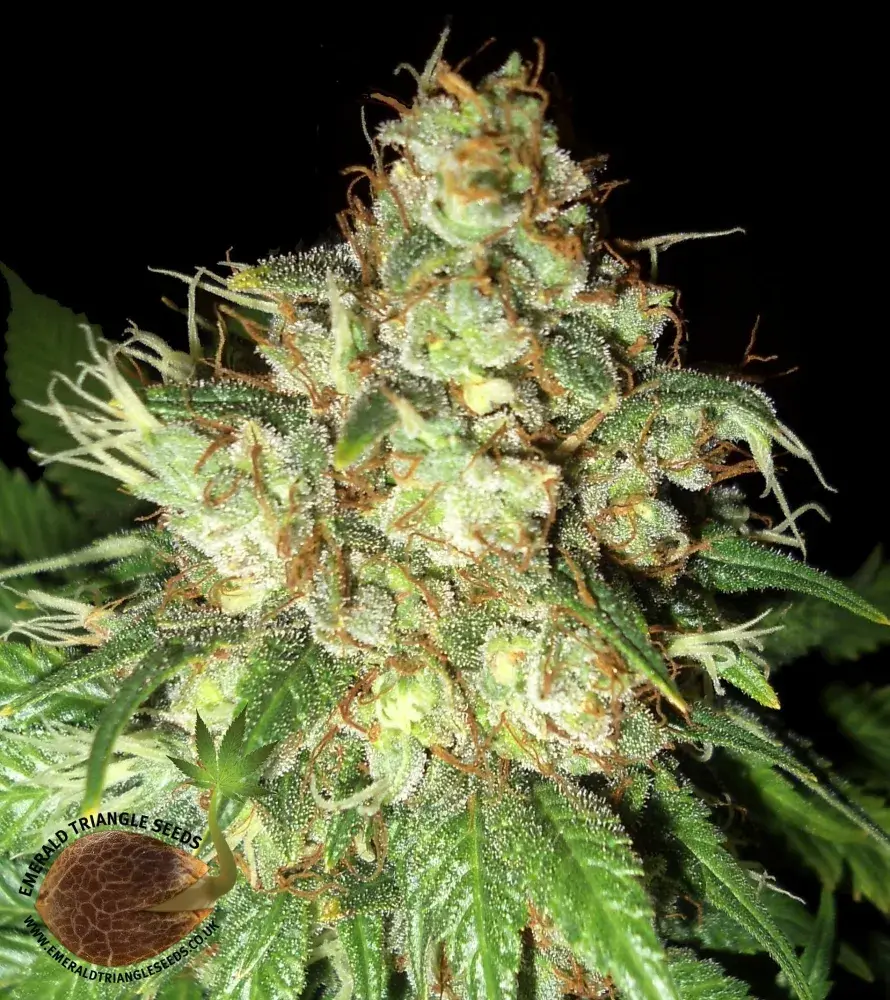 Bubba Cheese Auto Feminised Cannabis Seeds | Emerald Triangle Seeds