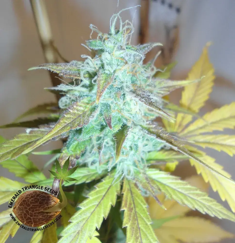 Lemon Haze Auto Feminised Cannabis Seeds | Emerald Triangle Seeds