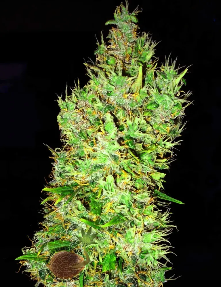 OG Critical Feminised Cannabis Seeds | Emerald Triangle Seeds