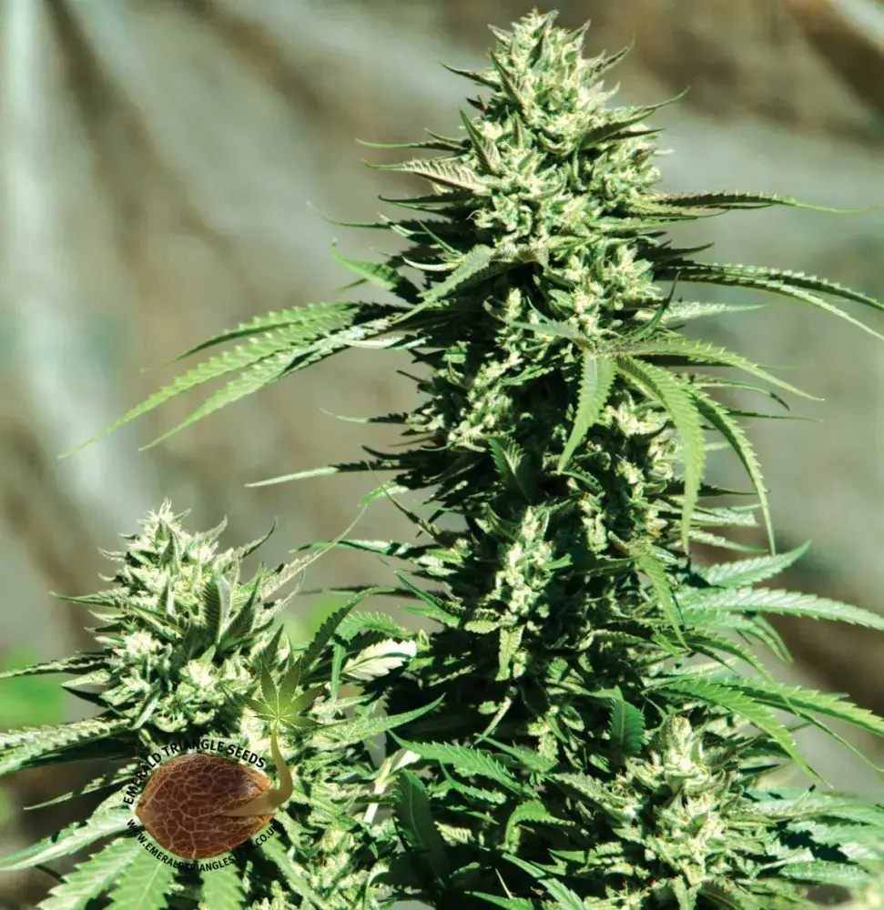 California Wildfire Feminised Cannabis Seeds | Emerald Triangle Seeds