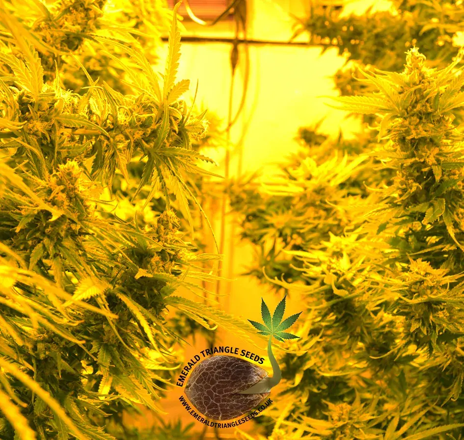 Cheesy Headband Feminised Cannabis Seeds | Emerald Triangle Seeds