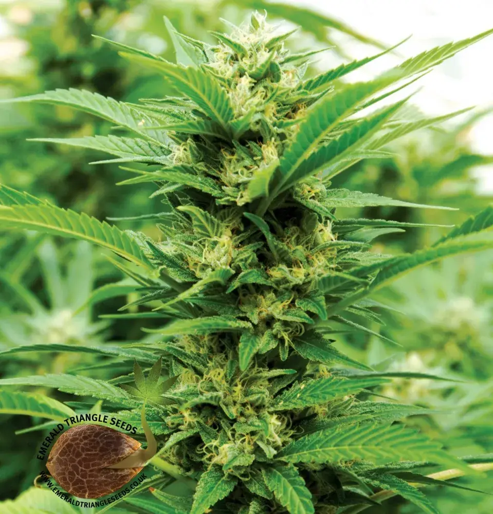 Emerald Jack Feminised Cannabis Seeds | Emerald Triangle Seeds 