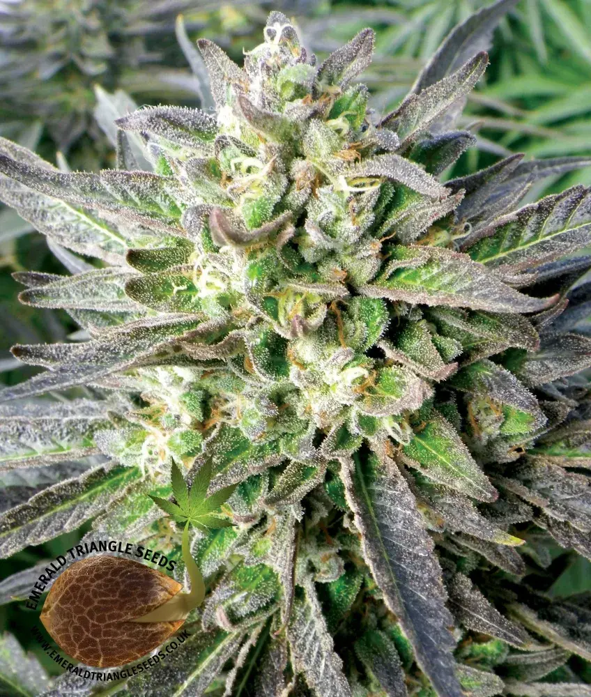 Grapefruit Kush Feminised Cannabis Seeds | Emerald Triangle Seeds