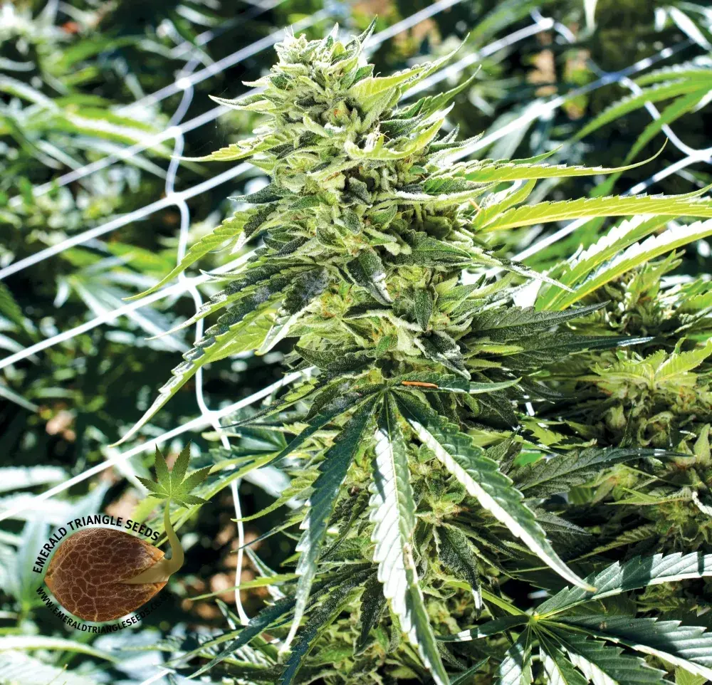 Sour Lemon OG Feminised Cannabis Seeds | Emerald Triangle Seeds 
