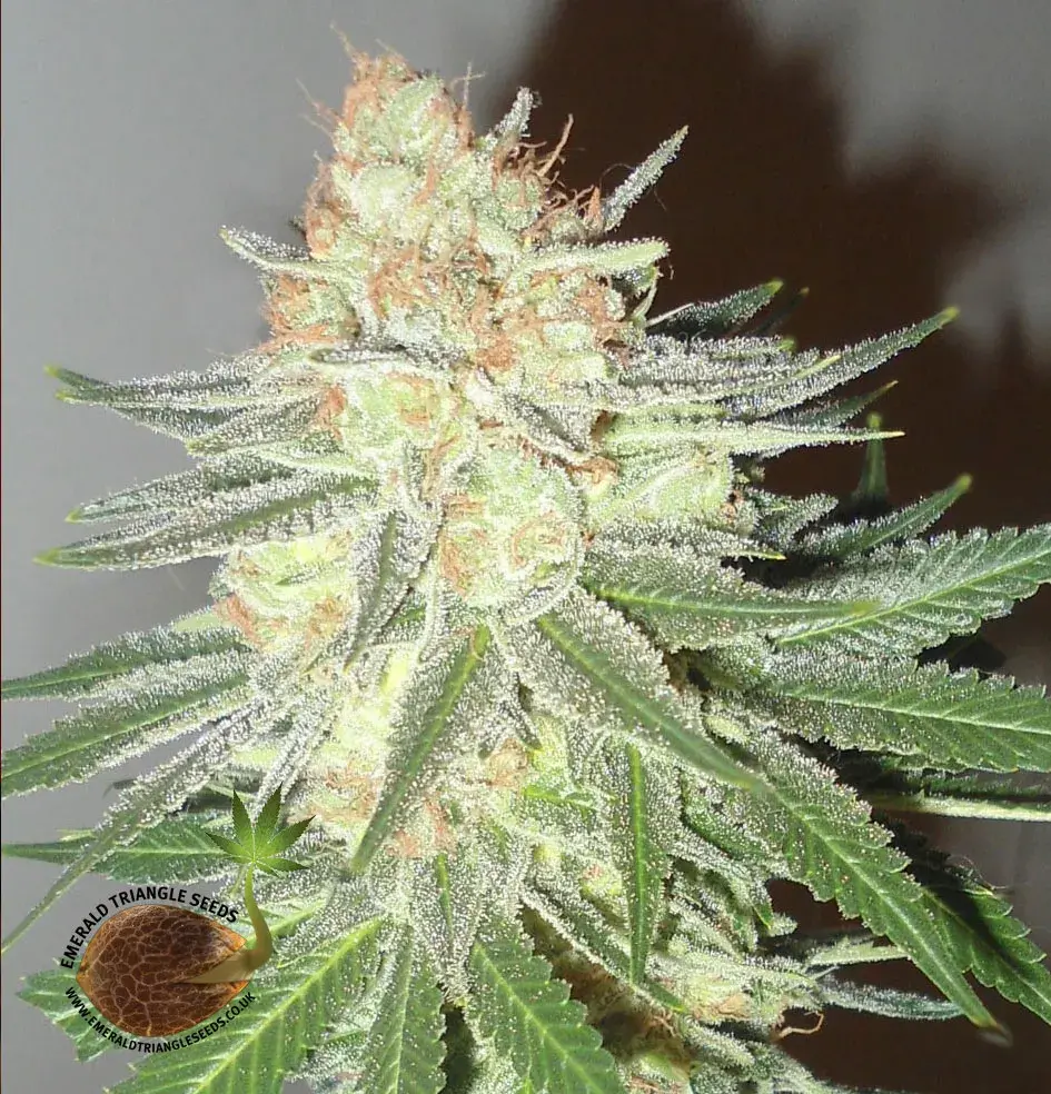 Cotton Candy Cane Feminised Cannabis Seeds | Emerald Triangle Seeds