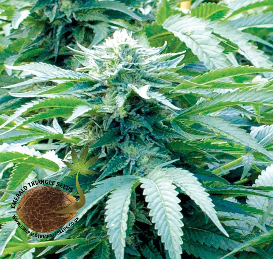 Trinity Kush Feminised Cannabis Seeds | Emerald Triangle Seeds